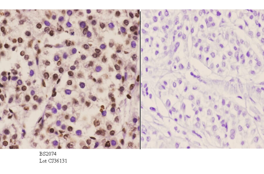 Anti-C/EBP-ε (K220) Antibody from Bioworld Technology (BS2074) - Antibodies.com