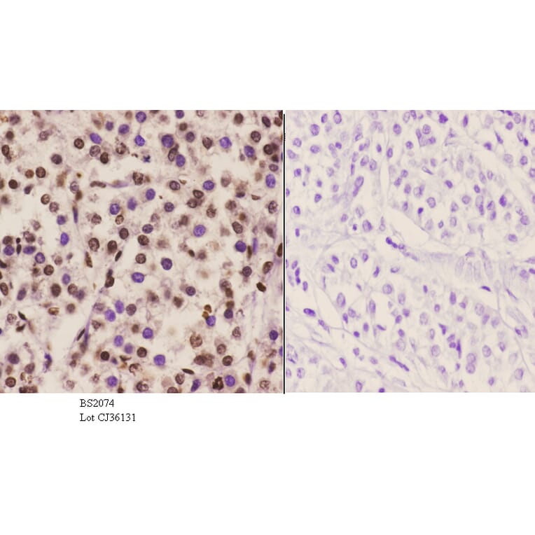 Anti-C/EBP-ε (K220) Antibody from Bioworld Technology (BS2074) - Antibodies.com