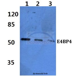 Anti-E4BP4 (E65) Antibody from Bioworld Technology (BS2076) - Antibodies.com