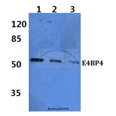 Anti-E4BP4 (E65) Antibody from Bioworld Technology (BS2076) - Antibodies.com