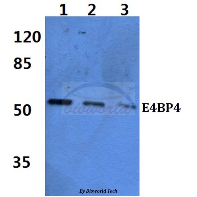 Anti-E4BP4 (E65) Antibody from Bioworld Technology (BS2076) - Antibodies.com