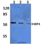 Anti-E4BP4 (E65) Antibody from Bioworld Technology (BS2076) - Antibodies.com