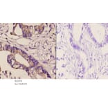 Anti-DGK-δ (S66) Antibody from Bioworld Technology (BS2078) - Antibodies.com