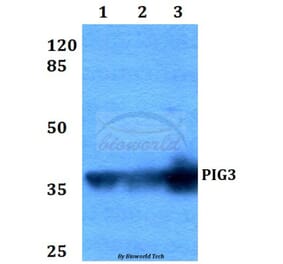 Anti-PIG3 (L265) Antibody from Bioworld Technology (BS2085) - Antibodies.com