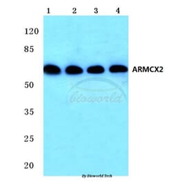 Anti-ARMCX2 (D347) Antibody from Bioworld Technology (BS2091) - Antibodies.com