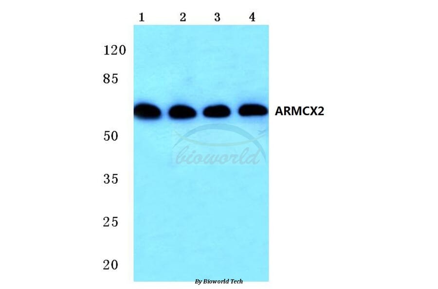 Anti-ARMCX2 (D347) Antibody from Bioworld Technology (BS2091) - Antibodies.com