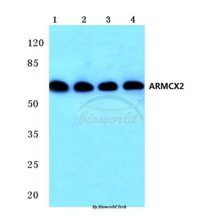 Anti-ARMCX2 (D347) Antibody from Bioworld Technology (BS2091) - Antibodies.com