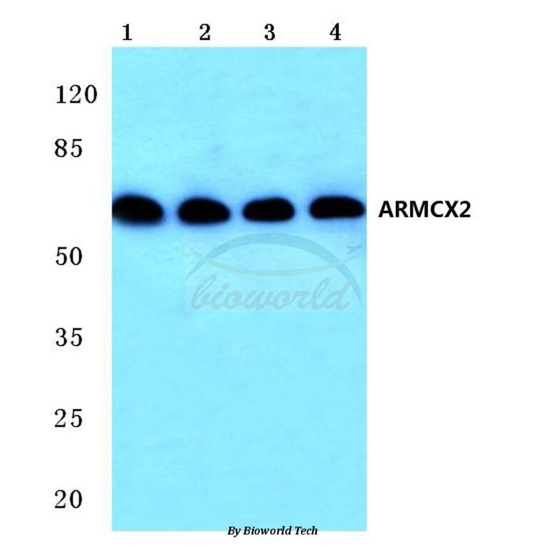 Anti-ARMCX2 (D347) Antibody from Bioworld Technology (BS2091) - Antibodies.com