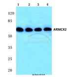 Anti-ARMCX2 (D347) Antibody from Bioworld Technology (BS2091) - Antibodies.com