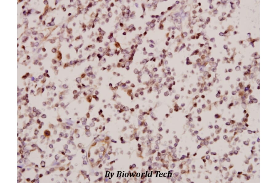 Anti-ARMCX2 (D347) Antibody from Bioworld Technology (BS2091) - Antibodies.com