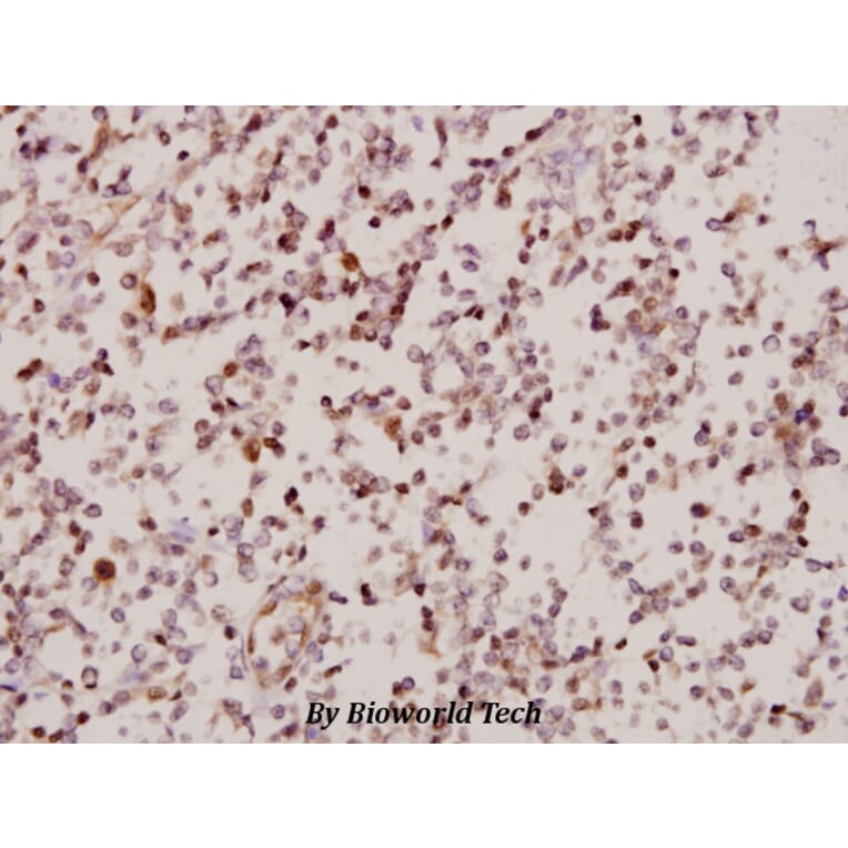 Anti-ARMCX2 (D347) Antibody from Bioworld Technology (BS2091) - Antibodies.com