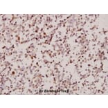 Anti-ARMCX2 (D347) Antibody from Bioworld Technology (BS2091) - Antibodies.com