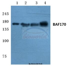 Anti-BAF170 (M388) Antibody from Bioworld Technology (BS2101) - Antibodies.com