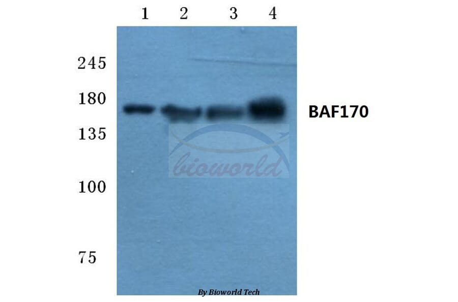 Anti-BAF170 (M388) Antibody from Bioworld Technology (BS2101) - Antibodies.com
