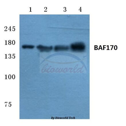 Anti-BAF170 (M388) Antibody from Bioworld Technology (BS2101) - Antibodies.com