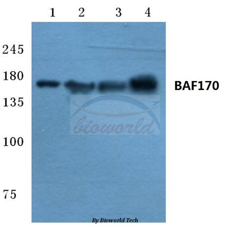 Anti-BAF170 (M388) Antibody from Bioworld Technology (BS2101) - Antibodies.com