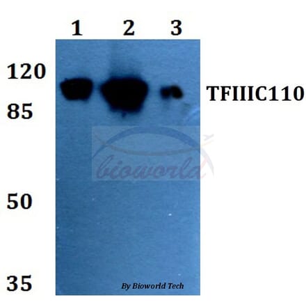 Anti-TFIIIC110 (R95) Antibody from Bioworld Technology (BS2107) - Antibodies.com