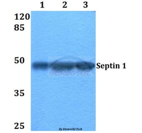 Anti-Septin 1 (D205) Antibody from Bioworld Technology (BS2111) - Antibodies.com