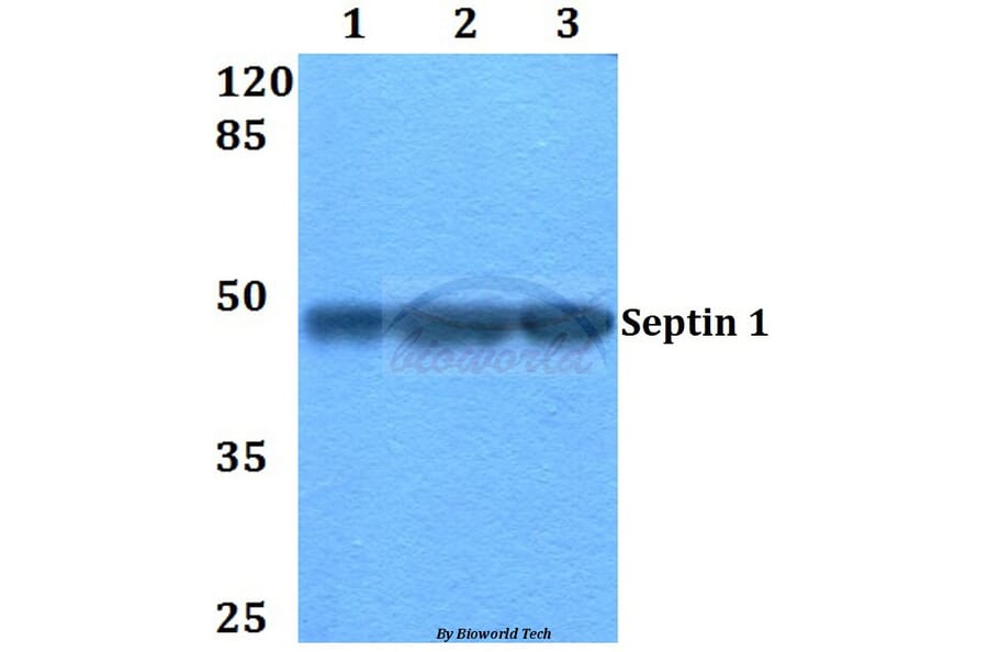 Anti-Septin 1 (D205) Antibody from Bioworld Technology (BS2111) - Antibodies.com