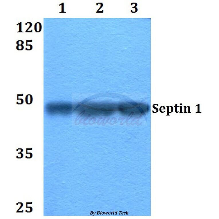 Anti-Septin 1 (D205) Antibody from Bioworld Technology (BS2111) - Antibodies.com