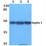 Anti-Septin 1 (D205) Antibody from Bioworld Technology (BS2111) - Antibodies.com
