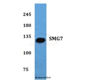 Anti-SMG7 (K548) Antibody from Bioworld Technology (BS2112) - Antibodies.com