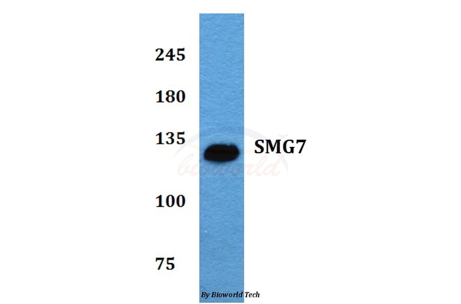 Anti-SMG7 (K548) Antibody from Bioworld Technology (BS2112) - Antibodies.com