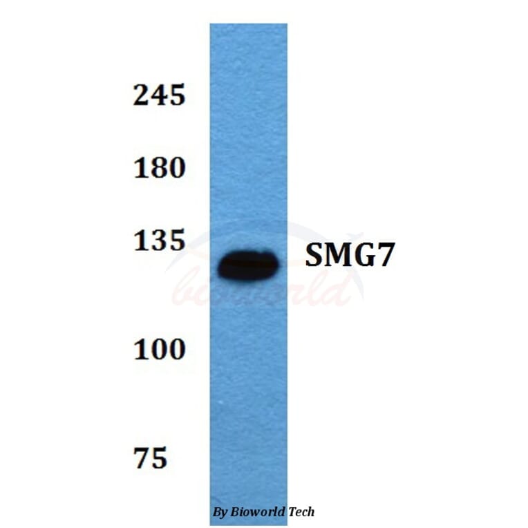 Anti-SMG7 (K548) Antibody from Bioworld Technology (BS2112) - Antibodies.com