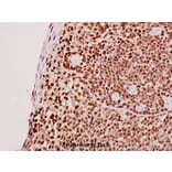 Anti-SMG7 (K548) Antibody from Bioworld Technology (BS2112) - Antibodies.com