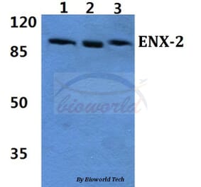 Anti-ENX-2 (E192) Antibody from Bioworld Technology (BS2114) - Antibodies.com