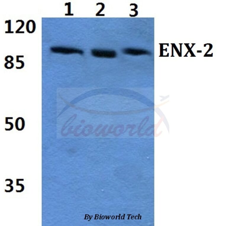 Anti-ENX-2 (E192) Antibody from Bioworld Technology (BS2114) - Antibodies.com