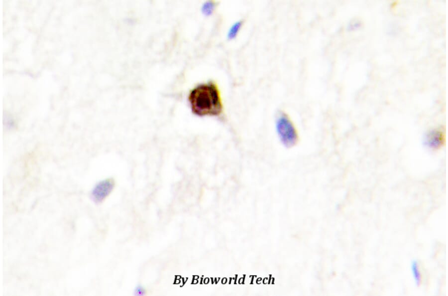 Anti-ENX-2 (E192) Antibody from Bioworld Technology (BS2114) - Antibodies.com