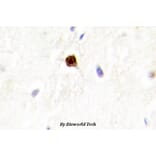 Anti-ENX-2 (E192) Antibody from Bioworld Technology (BS2114) - Antibodies.com