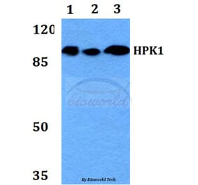 Anti-HPK1 (L397) Antibody from Bioworld Technology (BS2115) - Antibodies.com