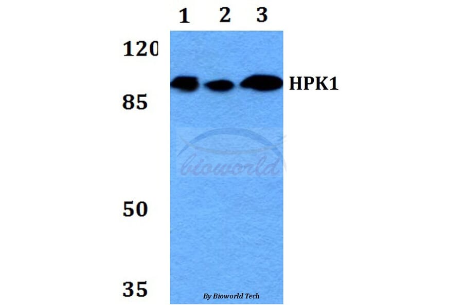 Anti-HPK1 (L397) Antibody from Bioworld Technology (BS2115) - Antibodies.com