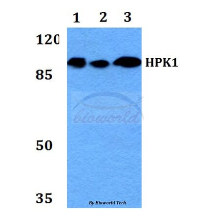 Anti-HPK1 (L397) Antibody from Bioworld Technology (BS2115) - Antibodies.com