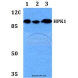 Anti-HPK1 (L397) Antibody from Bioworld Technology (BS2115) - Antibodies.com
