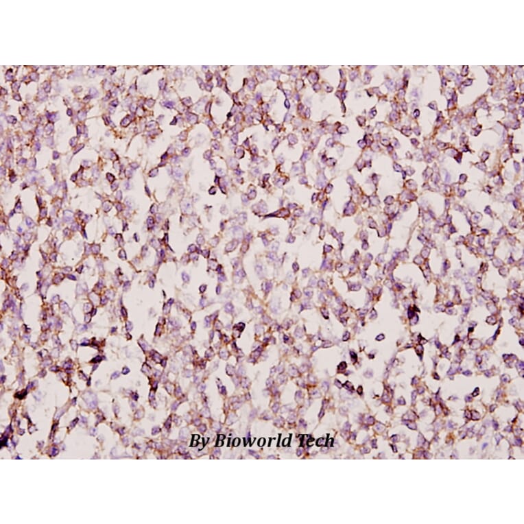 Anti-FoxB1/2 (I72) Antibody from Bioworld Technology (BS2130) - Antibodies.com