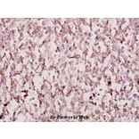 Anti-FoxB1/2 (I72) Antibody from Bioworld Technology (BS2130) - Antibodies.com