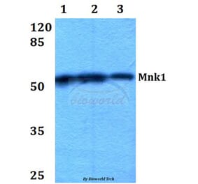 Anti-Mnk1 (I136) Antibody from Bioworld Technology (BS2133) - Antibodies.com