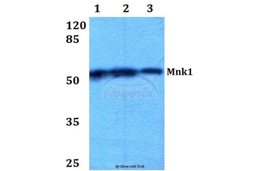 Anti-Mnk1 (I136) Antibody from Bioworld Technology (BS2133) - Antibodies.com