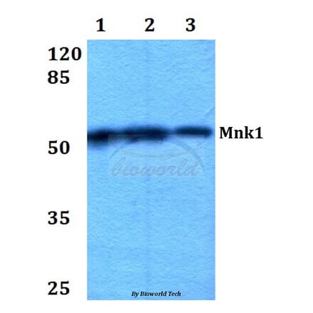Anti-Mnk1 (I136) Antibody from Bioworld Technology (BS2133) - Antibodies.com