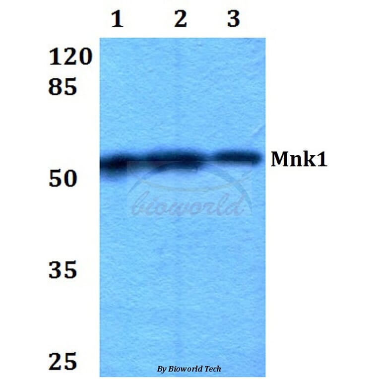 Anti-Mnk1 (I136) Antibody from Bioworld Technology (BS2133) - Antibodies.com