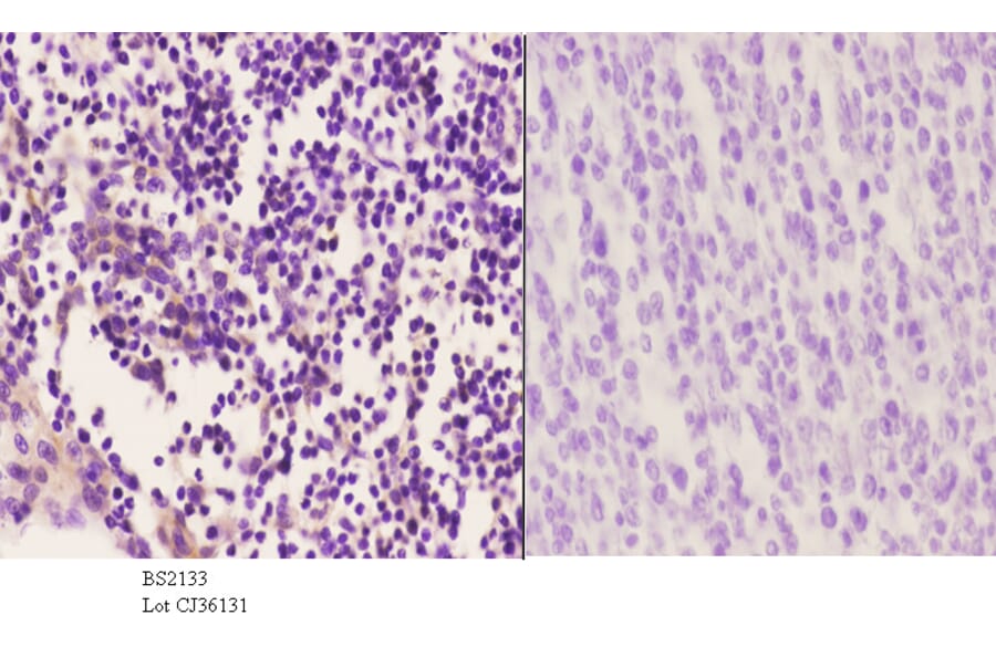 Anti-Mnk1 (I136) Antibody from Bioworld Technology (BS2133) - Antibodies.com