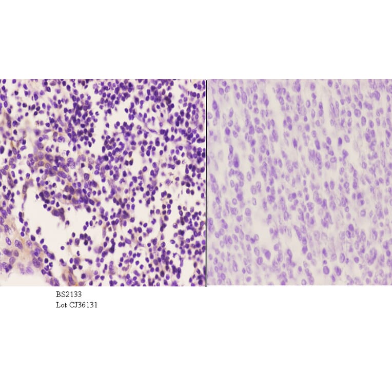 Anti-Mnk1 (I136) Antibody from Bioworld Technology (BS2133) - Antibodies.com