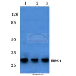Anti-BRMS-1 (E43) Antibody from Bioworld Technology (BS2144) - Antibodies.com