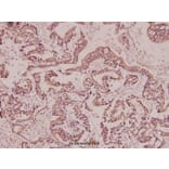 Anti-BRMS-1 (E43) Antibody from Bioworld Technology (BS2144) - Antibodies.com