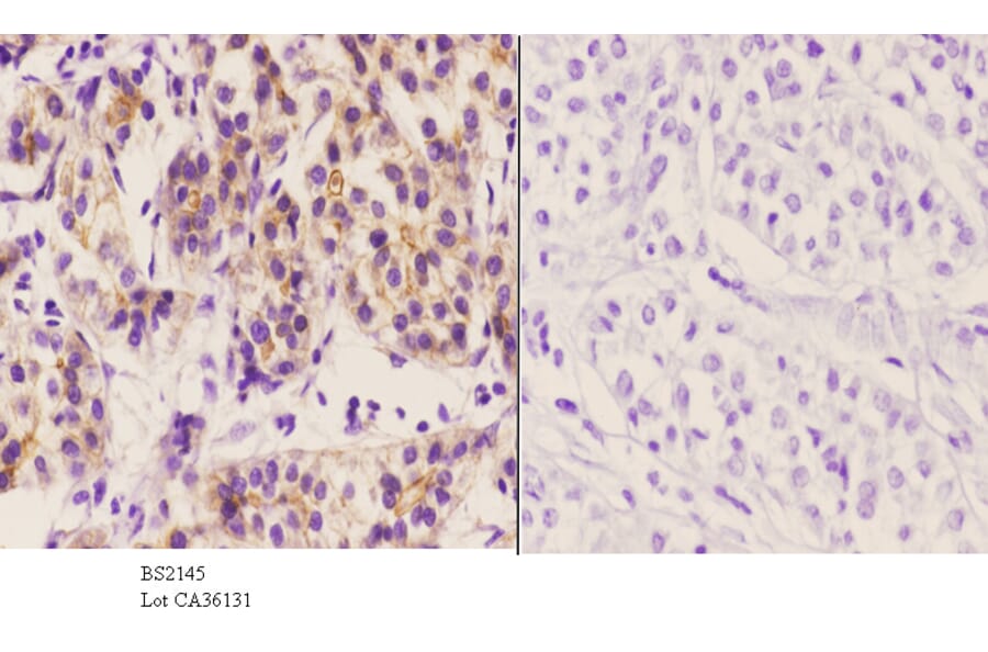 Anti-SMIF (S133) Antibody from Bioworld Technology (BS2145) - Antibodies.com