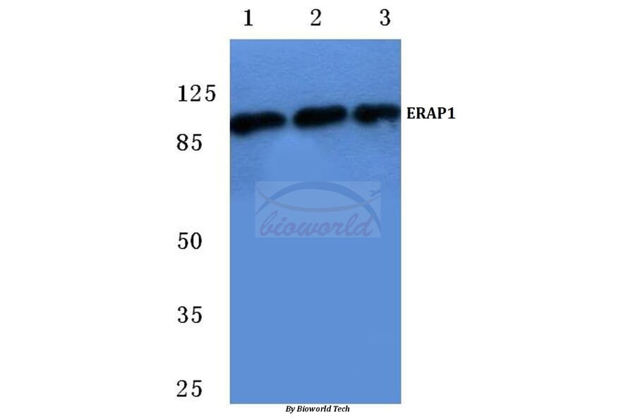 Anti-ERAP1 (K467) Antibody from Bioworld Technology (BS2155) - Antibodies.com