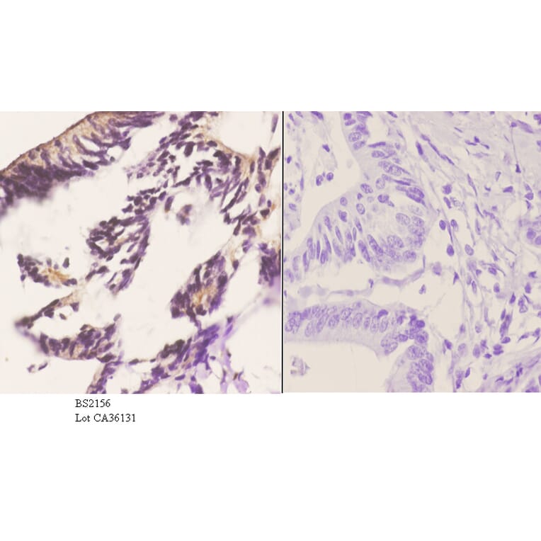 Anti-PERK (R87) Antibody from Bioworld Technology (BS2156) - Antibodies.com